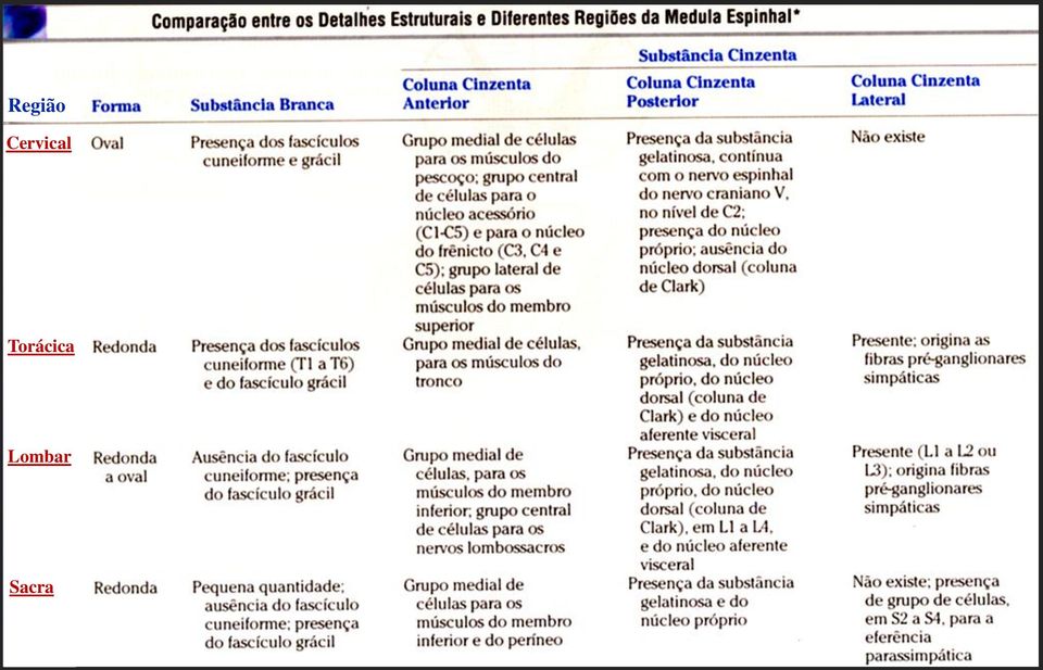 Torácica