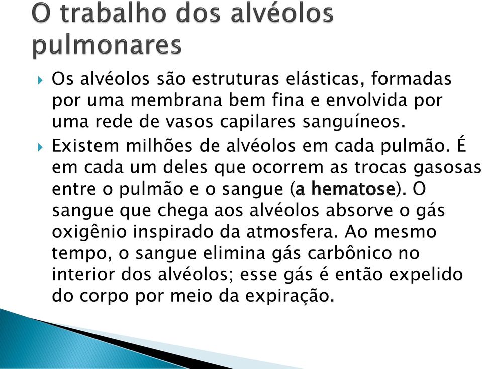 É em cada um deles que ocorrem as trocas gasosas entre o pulmão e o sangue (a hematose).