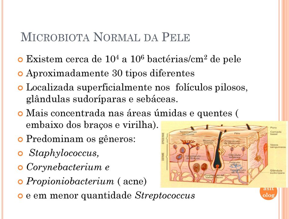 Mais concentrada nas áreas úmidas e quentes ( embaixo dos braços e virilha).