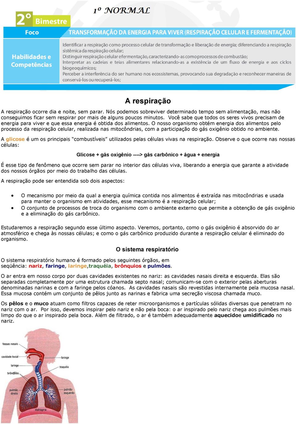 O nosso organismo obtém energia dos alimentos pelo processo da respiração celular, realizada nas mitocôndrias, com a participação do gás oxigênio obtido no ambiente.