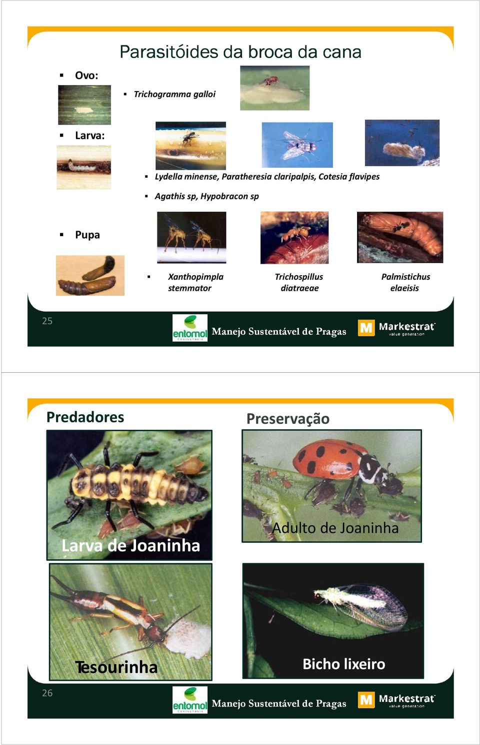 Xanthopimpla stemmator Trichospillus diatraeae Palmistichus elaeisis 25 Predadores