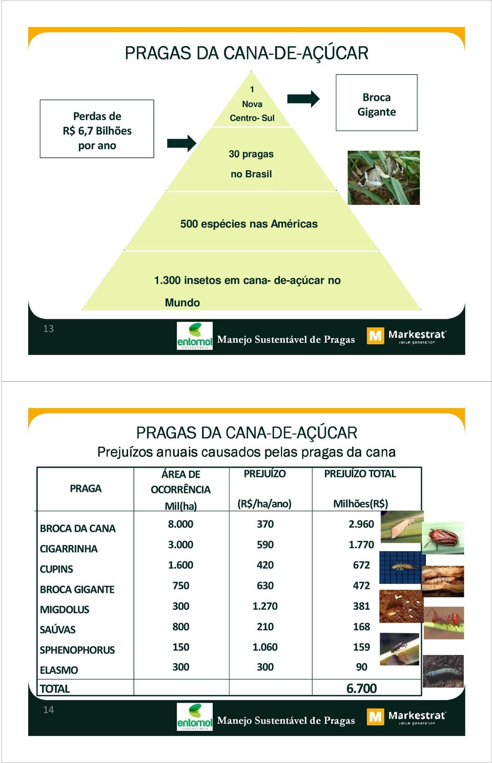 300 insetos em cana- de-açúcar no Mundo 13 PRAGA BROCA DA CANA CIGARRINHA CUPINS BROCA GIGANTE MIGDOLUS SAÚVAS SPHENOPHORUS ELASMO
