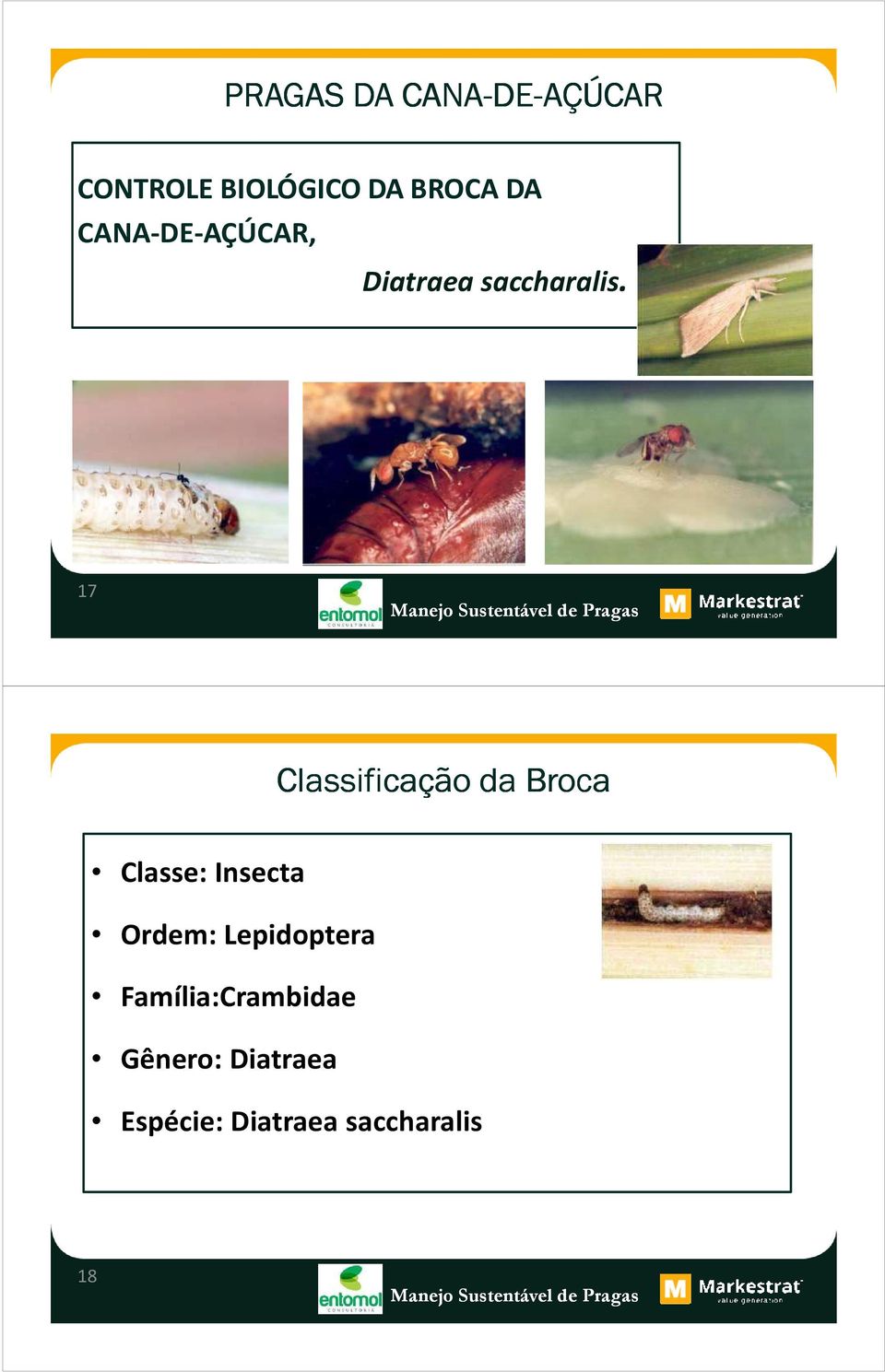 17 Classificação da Broca Classe: Insecta Ordem: