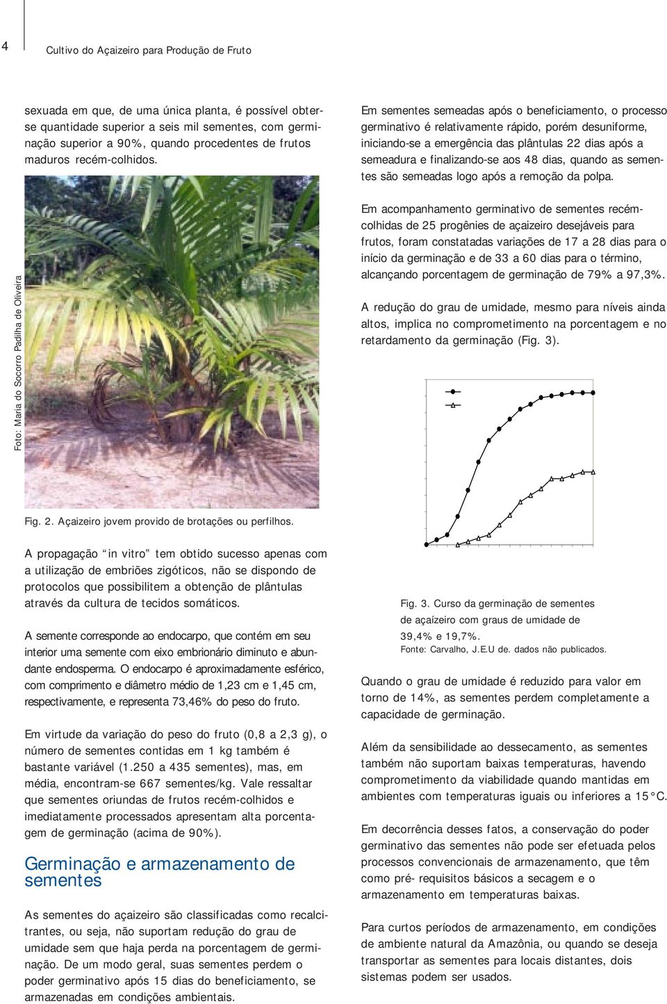 Em sementes semeadas após o beneficiamento, o processo germinativo é relativamente rápido, porém desuniforme, iniciando-se a emergência das plântulas 22 dias após a semeadura e finalizando-se aos 48