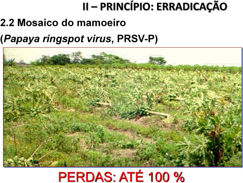 ERRADICAÇÃO (Papaya