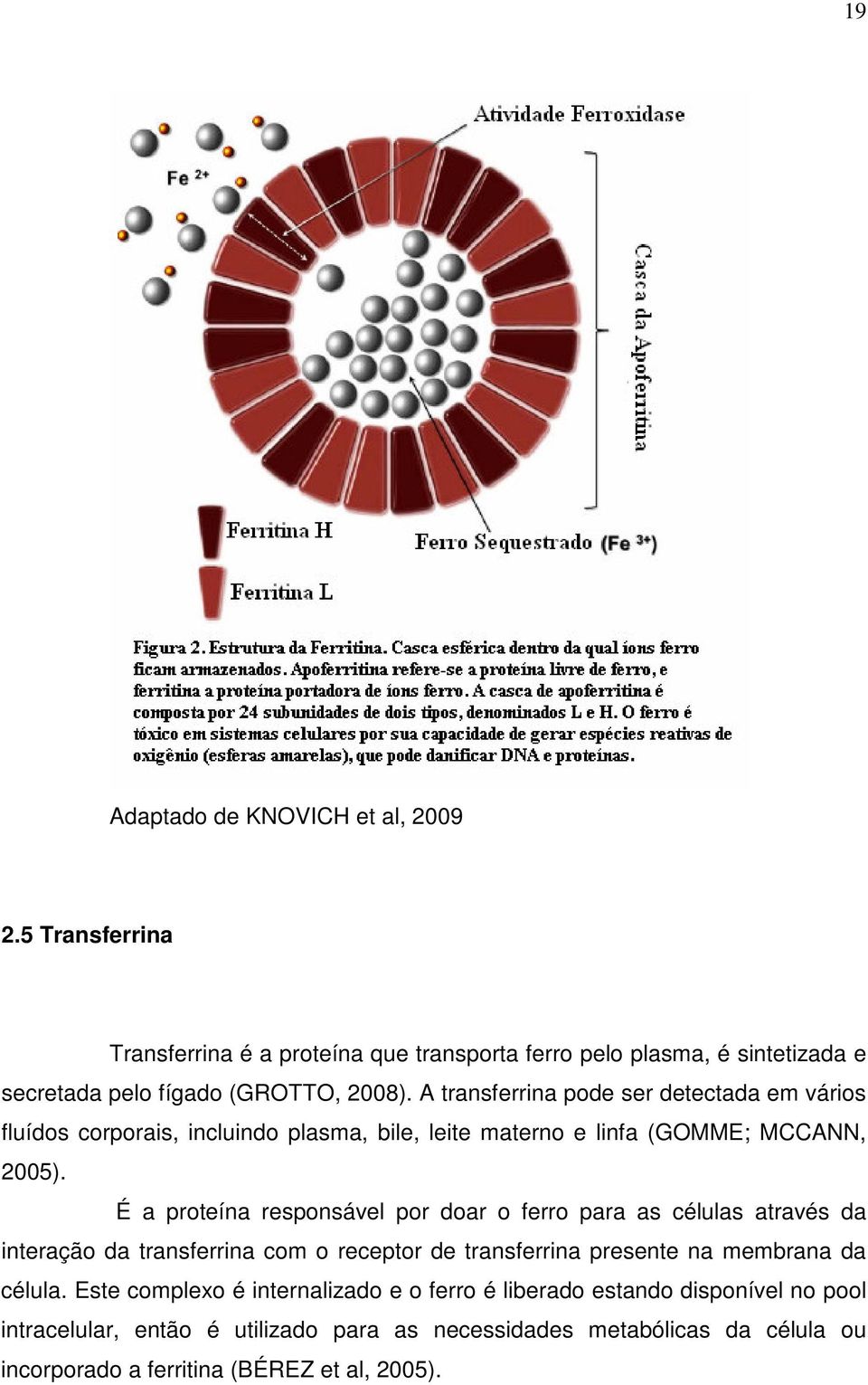A transferrina pode ser detectada em vários fluídos corporais, incluindo plasma, bile, leite materno e linfa (GOMME; MCCANN, 2005).