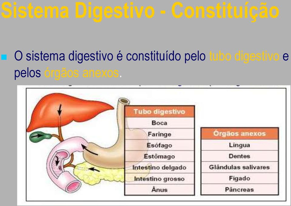 digestivo é constituído