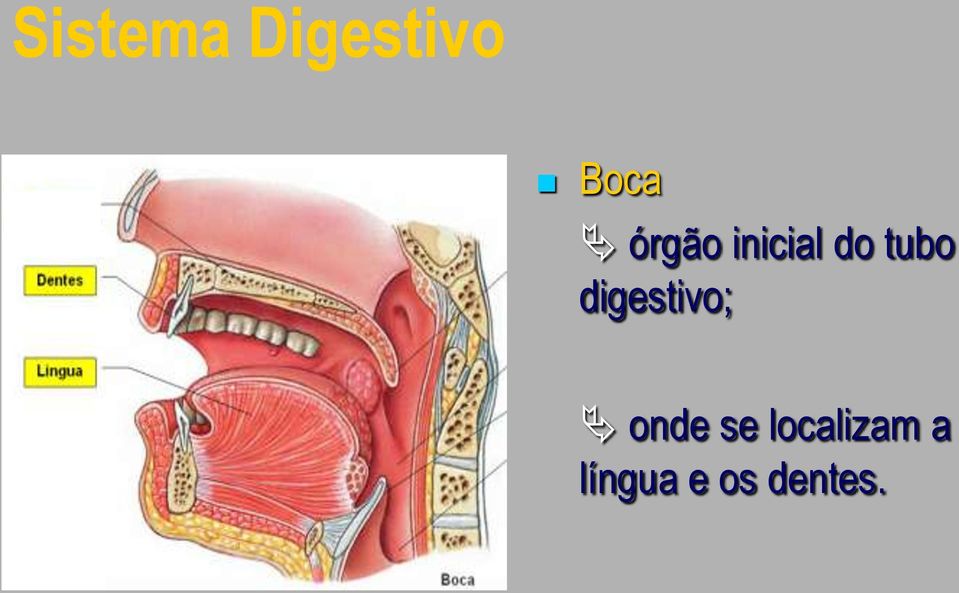 digestivo; onde se