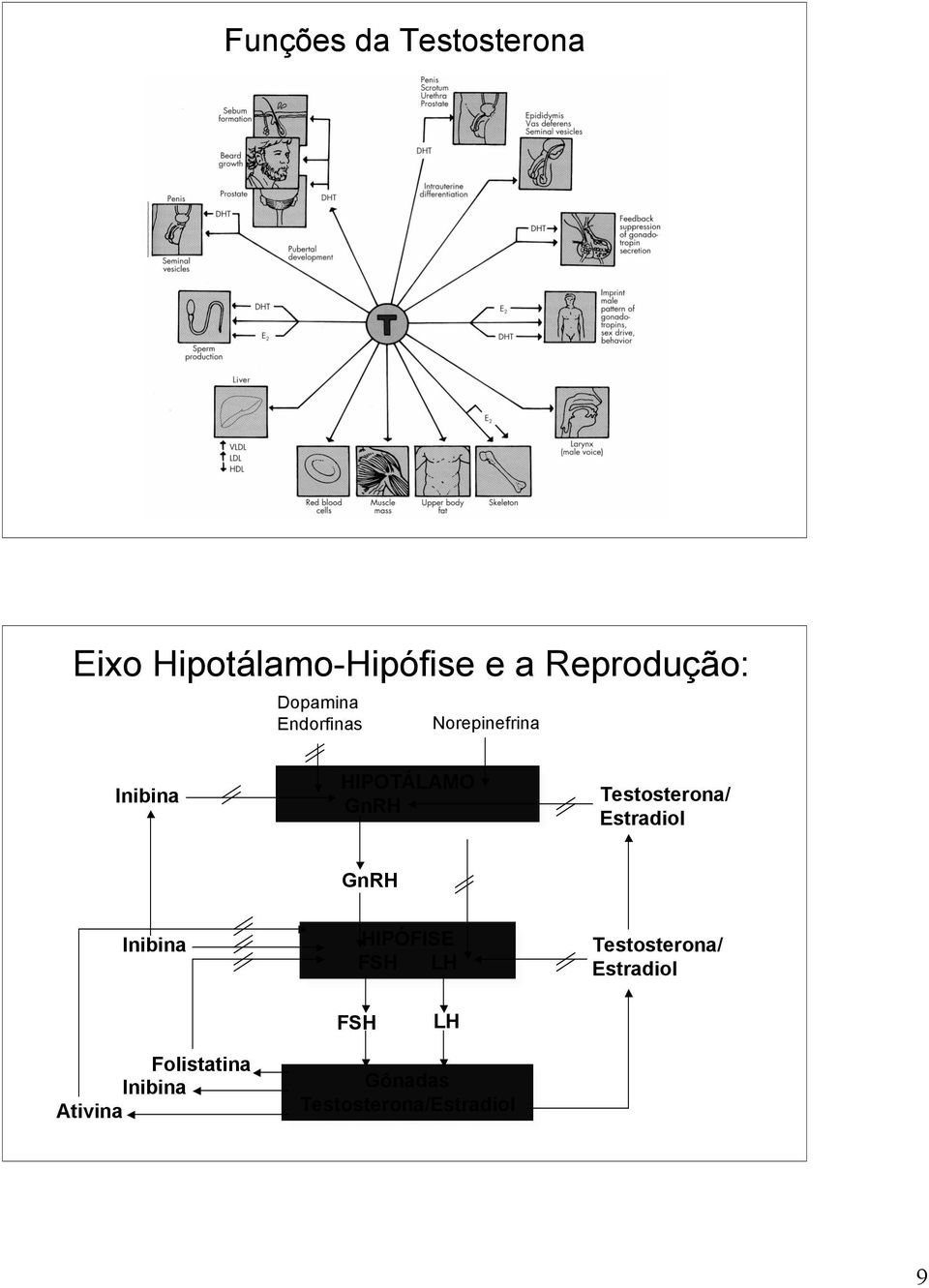 Testosterona/ Estradiol GnRH Inibina HIPÓFISE FSH LH Testosterona/
