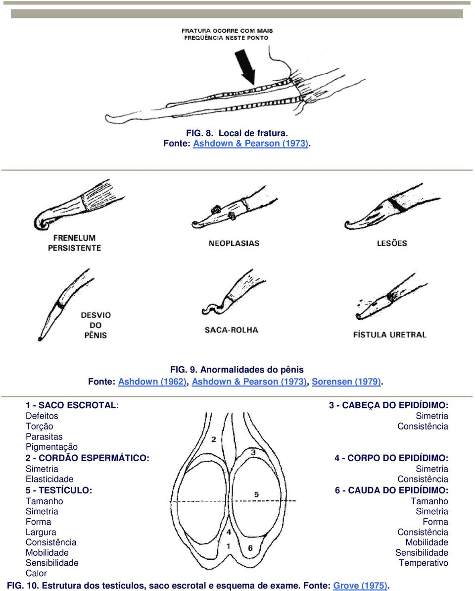 1 - SACO ESCROTAL: Defeitos Torção Parasitas Pigmentação 2 - CORDÃO ESPERMÁTICO: Elasticidade 5 - TESTÍCULO: Tamanho Forma Largura Consistência