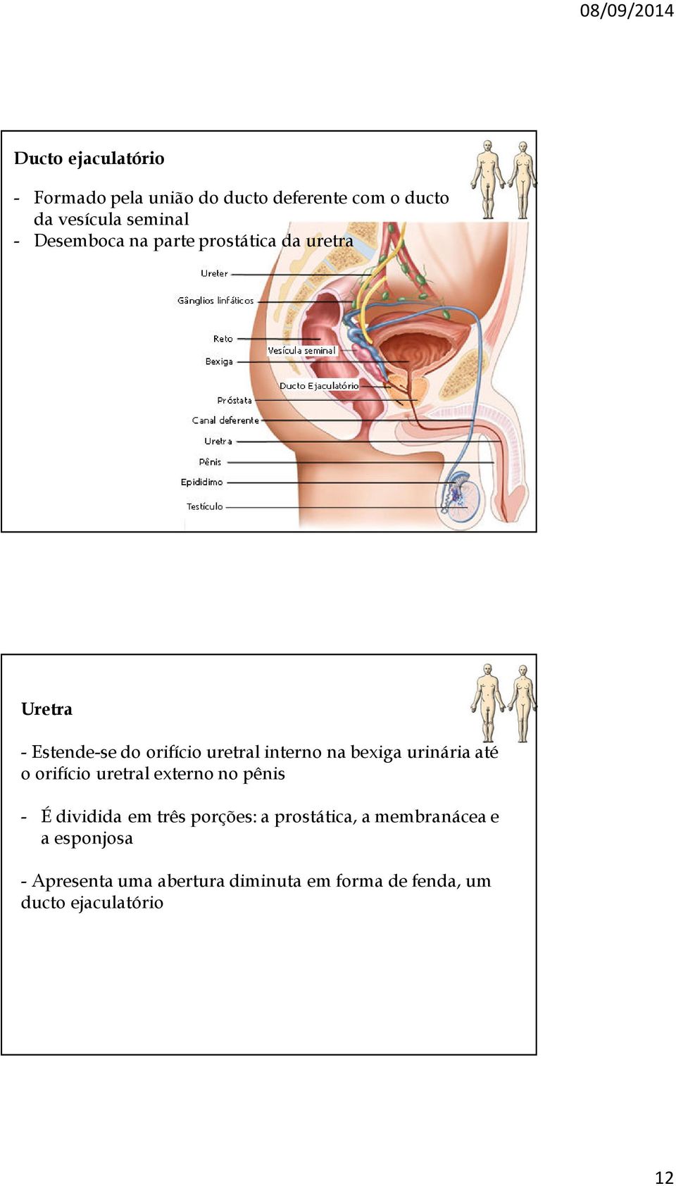 urinária até o orifício uretral externo no pênis - É dividida em três porções: a prostática, a