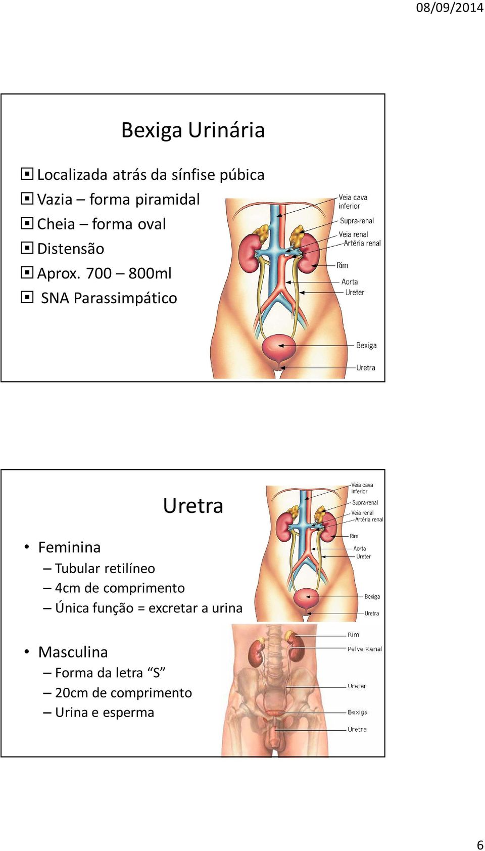 700 800ml SNA Parassimpático Uretra Feminina Tubular retilíneo 4cm de