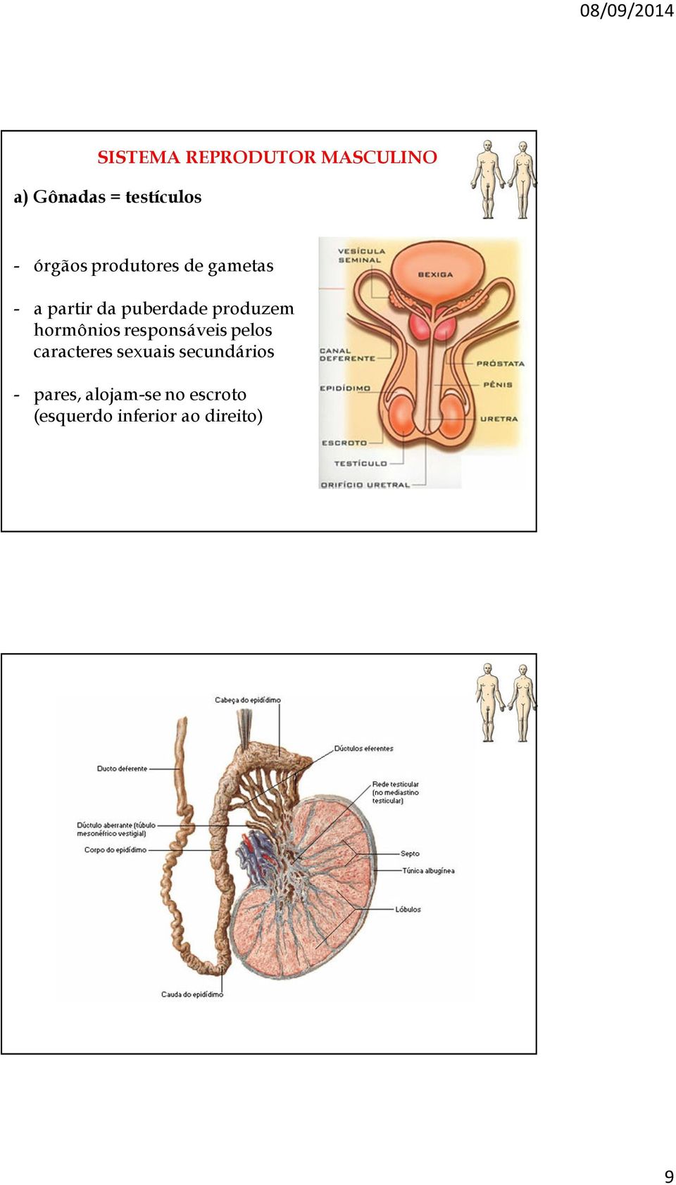 produzem hormônios responsáveis pelos caracteres sexuais