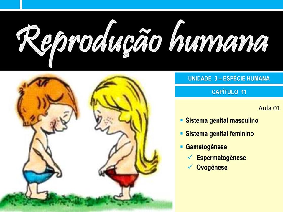 Sistema genital feminino Gametogênese