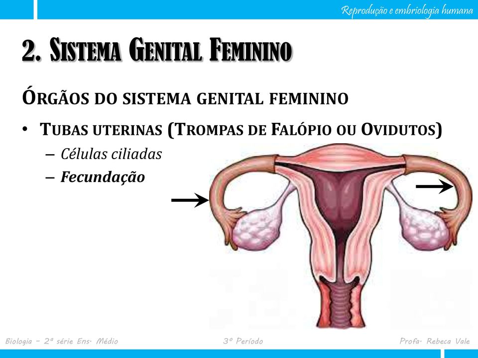 UTERINAS (TROMPAS DE FALÓPIO OU