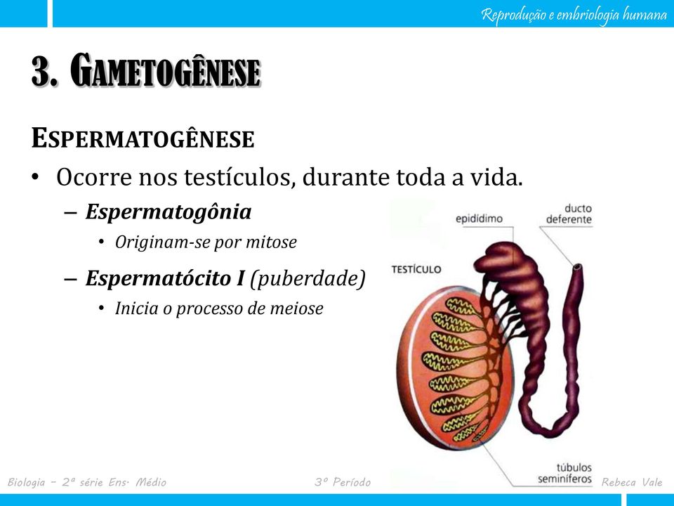 Espermatogônia Originam-se por mitose