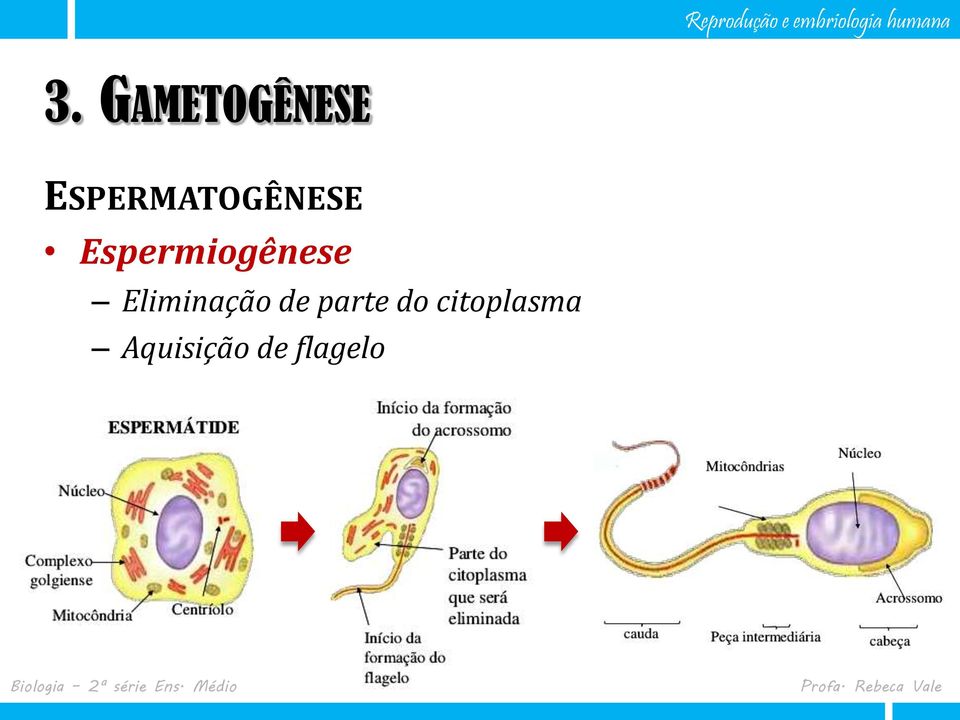 citoplasma Aquisição de flagelo