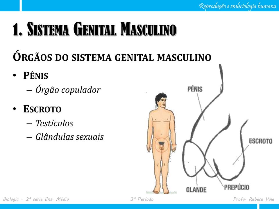 MASCULINO PÊNIS Órgão