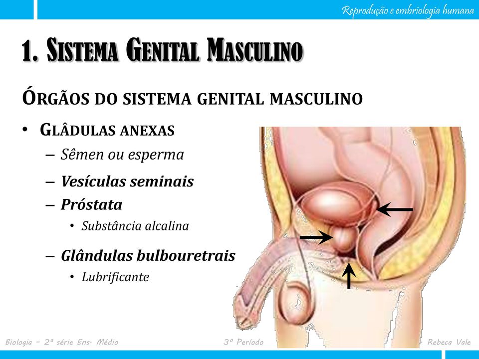 Sêmen ou esperma Vesículas seminais Próstata