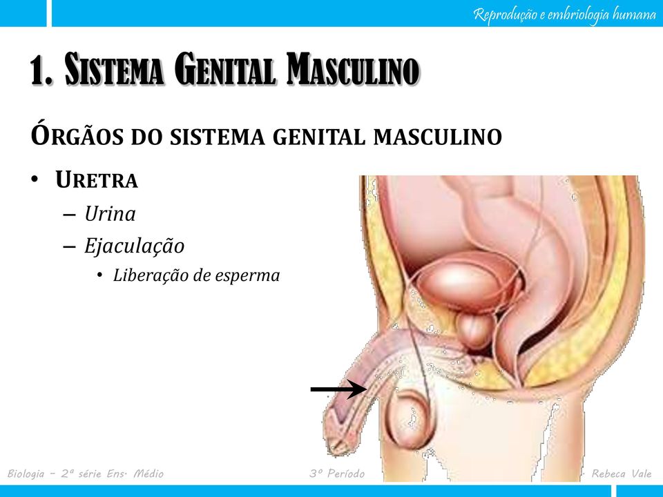 GENITAL MASCULINO URETRA