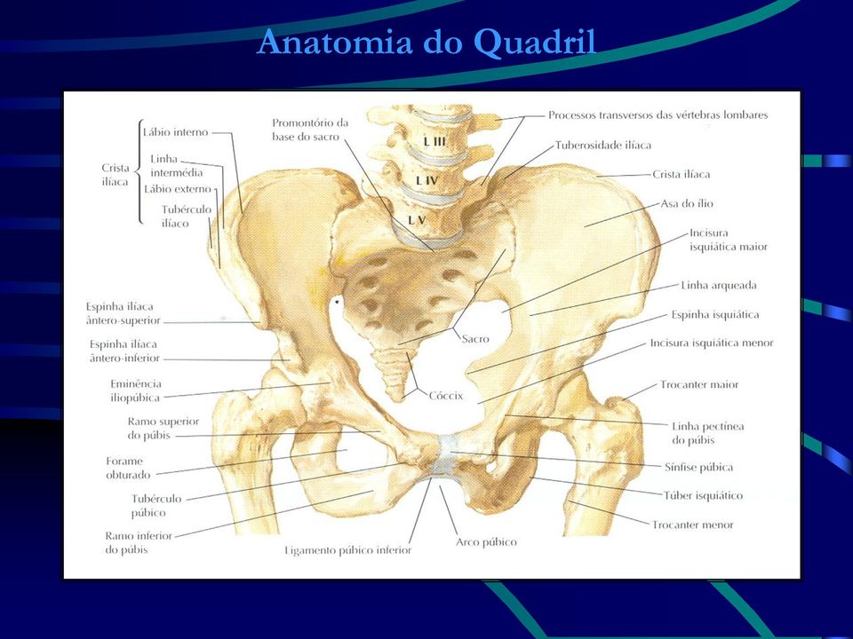 Quadril