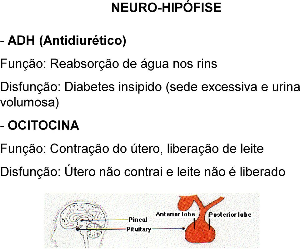 urina volumosa) - OCITOCINA Função: Contração do útero,