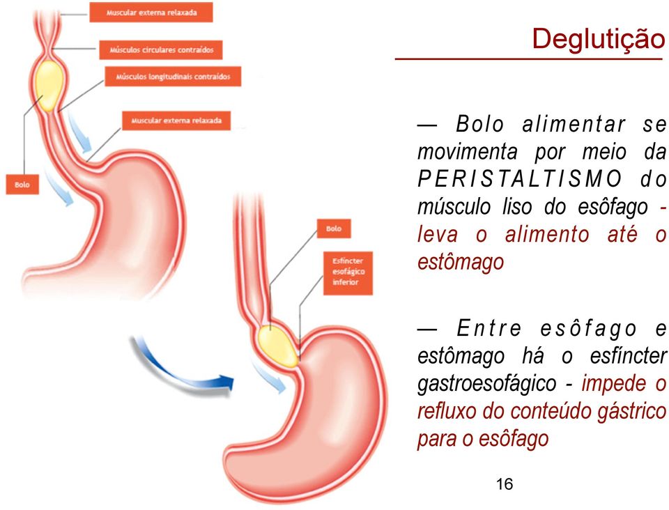 até o estômago E n t r e e s ô f a g o e estômago há o