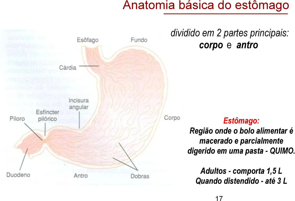 alimentar é macerado e parcialmente digerido em uma