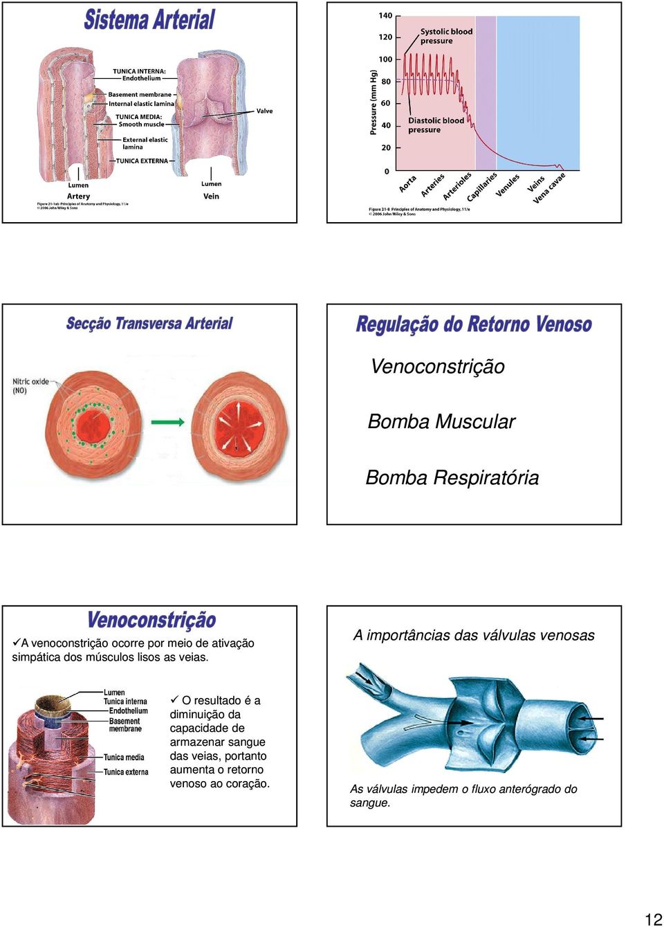 A importâncias das válvulas venosas O resultado é a diminuição da capacidade de