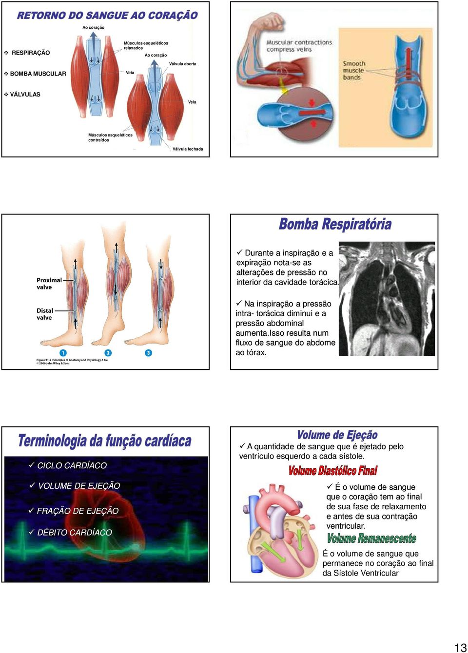 isso resulta num fluxo de sangue do abdome ao tórax.