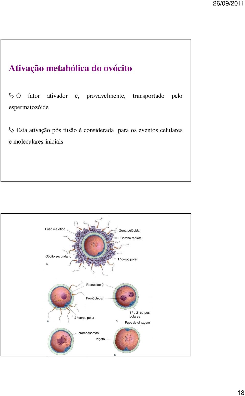 moleculares iniciais Fuso meiótico Zona pelúcida Corona radiata Oócito secundário 1