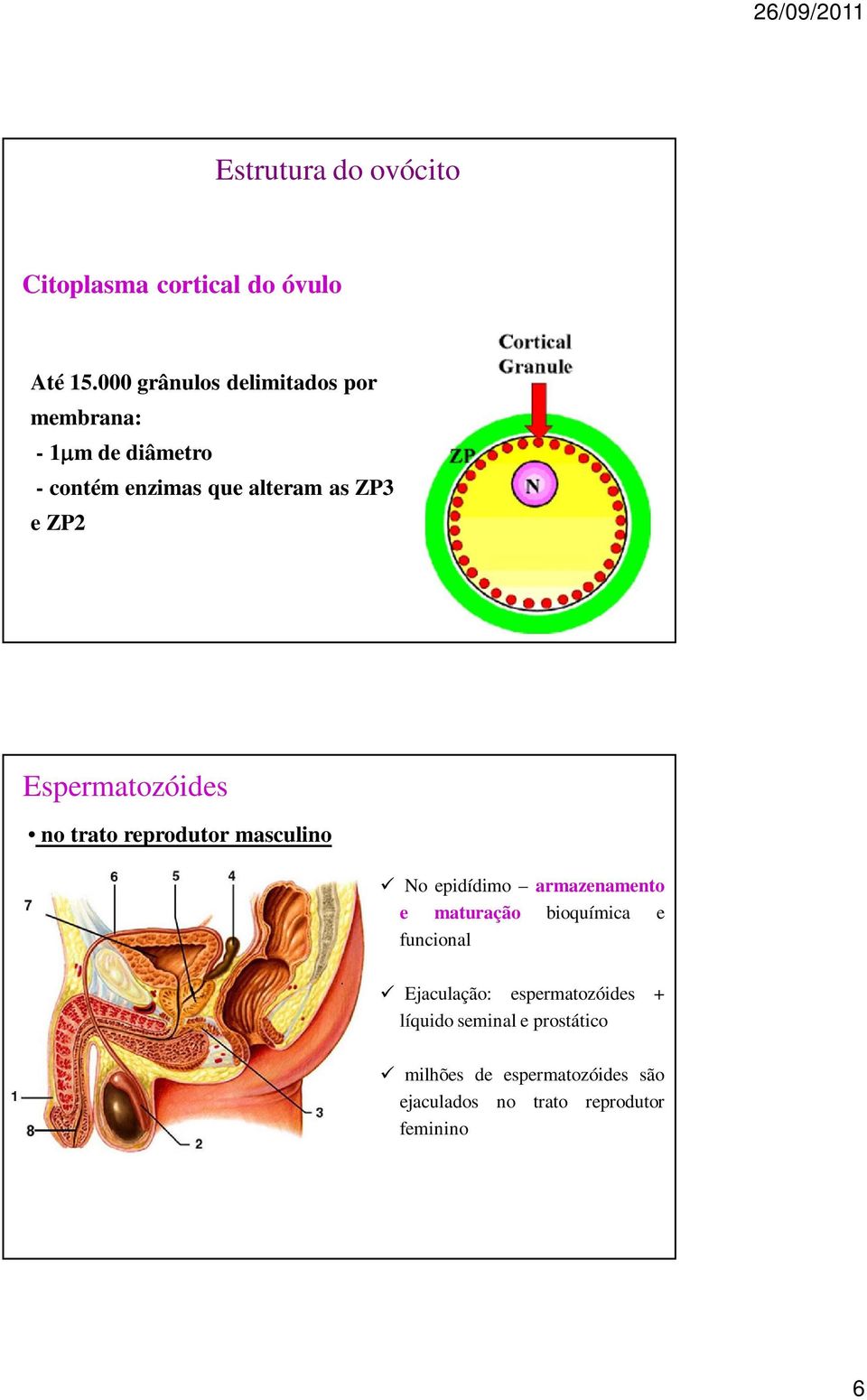 Espermatozóides no trato reprodutor masculino No epidídimo armazenamento e maturação bioquímica e