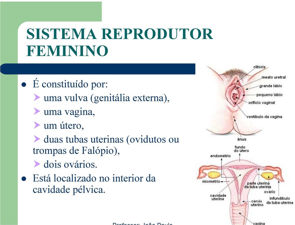 tubas uterinas (ovidutos ou trompas de Falópio), dois