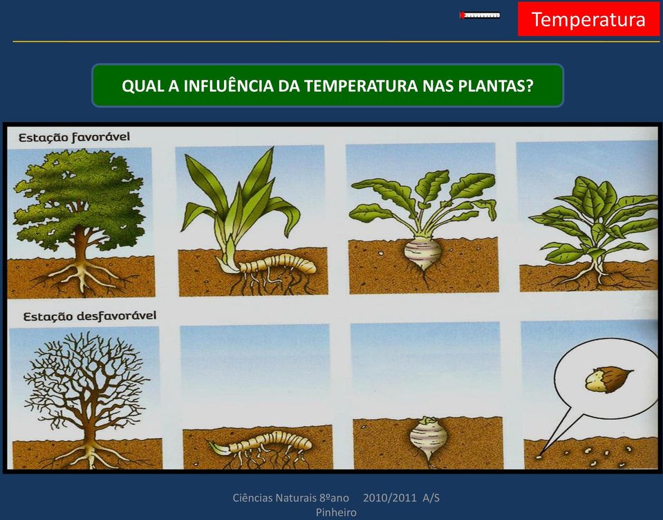 NAS PLANTAS?