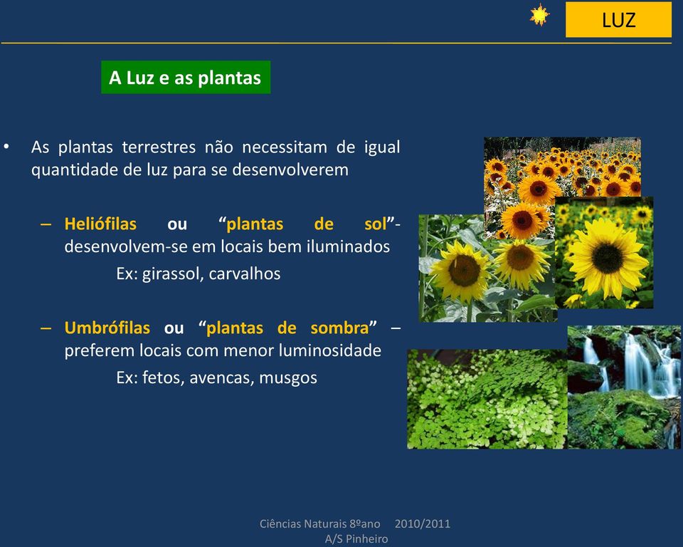 iluminados Ex: girassol, carvalhos Umbrófilas ou plantas de sombra preferem locais com