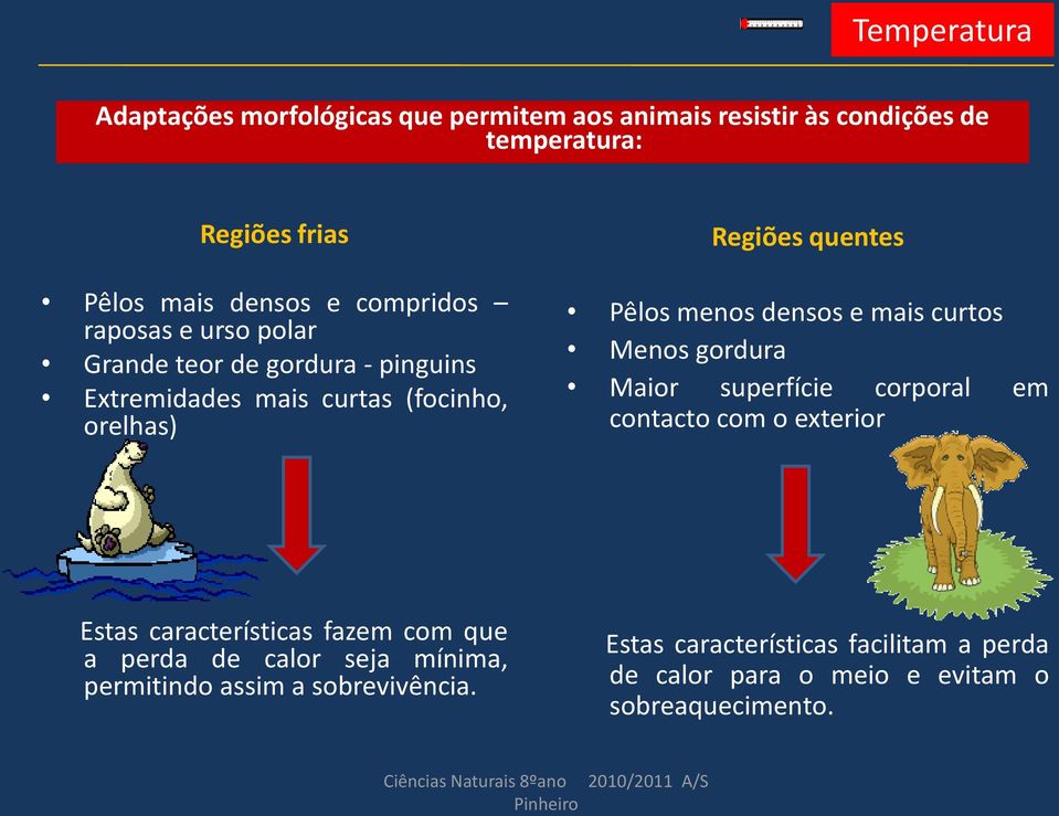 Menos gordura Maior superfície corporal em contacto com o exterior Estas características fazem com que a perda de calor seja mínima, permitindo