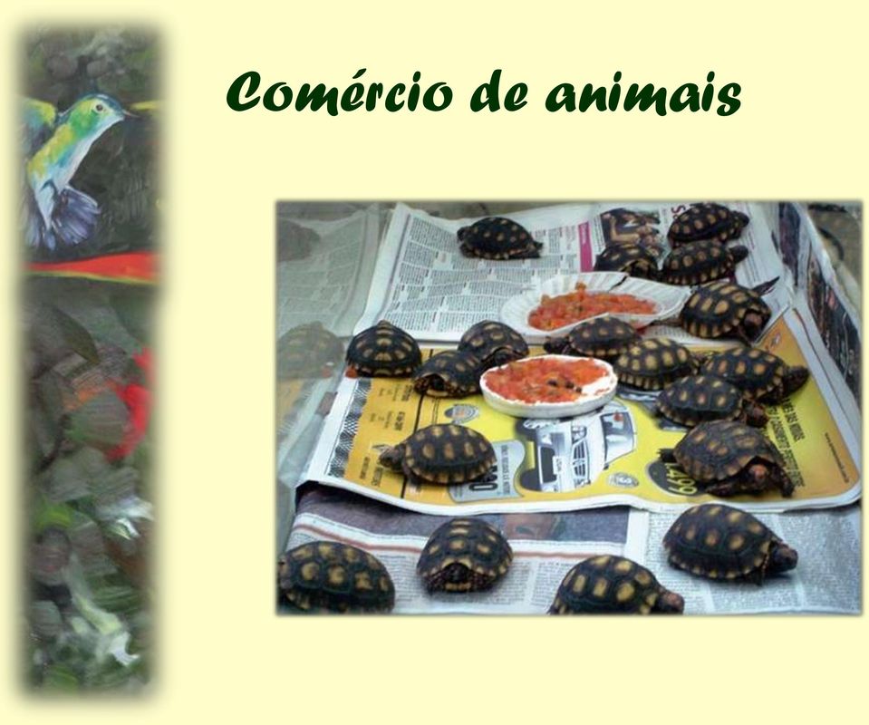 animais