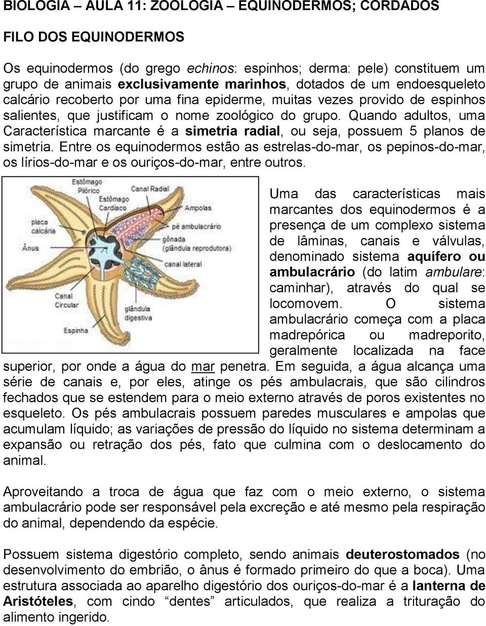 Quando adultos, uma Característica marcante é a simetria radial, ou seja, possuem 5 planos de simetria.