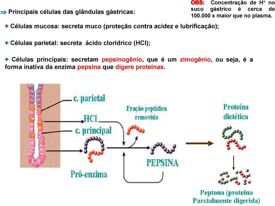 + no suco gástrico é cerca de 100.000 x maior que no plasma.