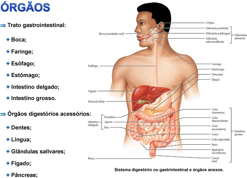 Órgãos digestórios acessórios: Dentes; Língua; Glândulas