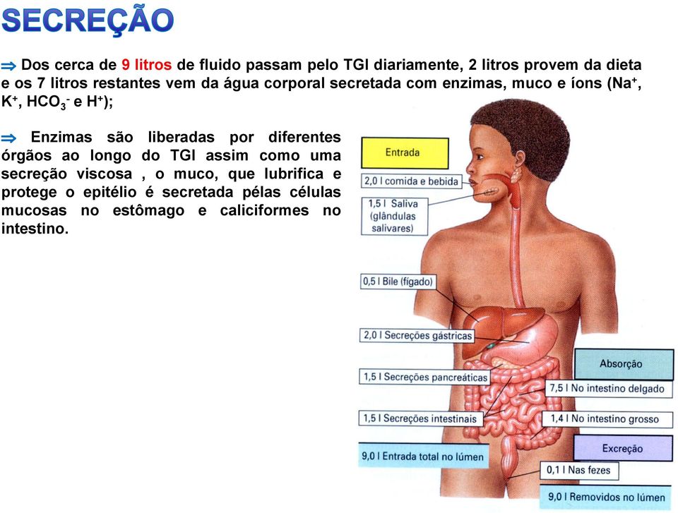 Enzimas são liberadas por diferentes órgãos ao longo do TGI assim como uma secreção viscosa, o muco,