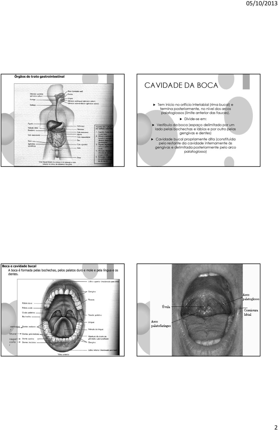 Divide-se em: Vestíbulo da boca (espaço delimitado por um lado pelas bochechas e lábios e por outro pelas gengivas e dentes) Cavidade bucal