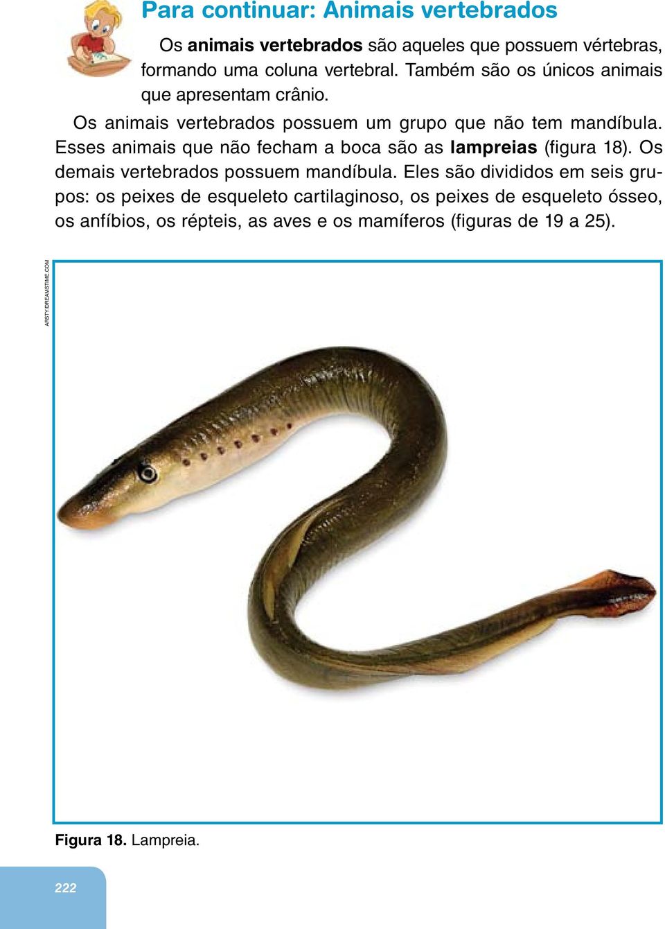 Esses animais que não fecham a boca são as lampreias (figura 18). Os demais vertebrados possuem mandíbula.