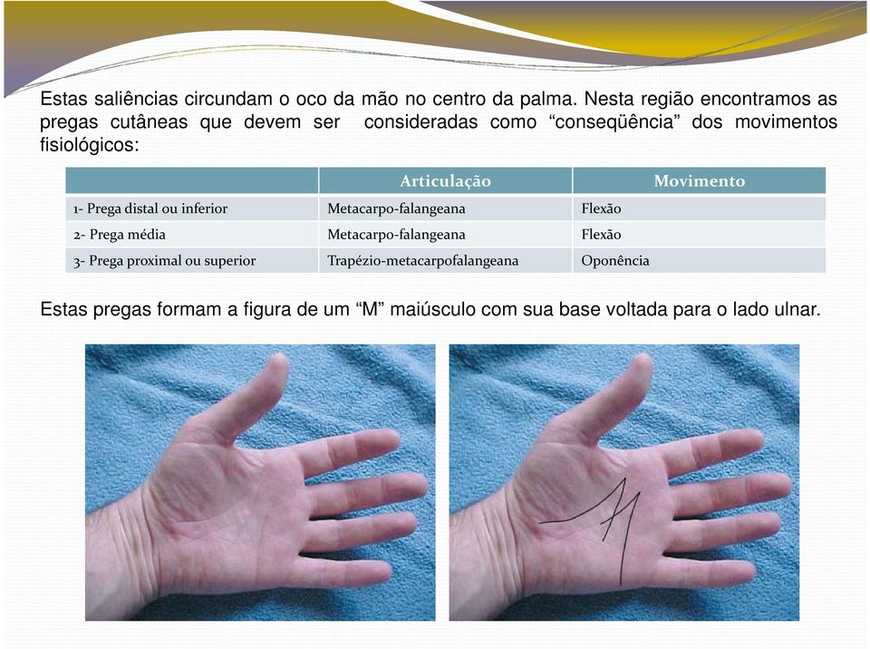 fisiológicos: Articulação Movimento 1- Prega distal ou inferior Metacarpo-falangeana Flexão 2- Prega média