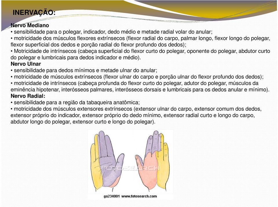 abdutor curto do polegar e lumbricais para dedos indicador e médio).