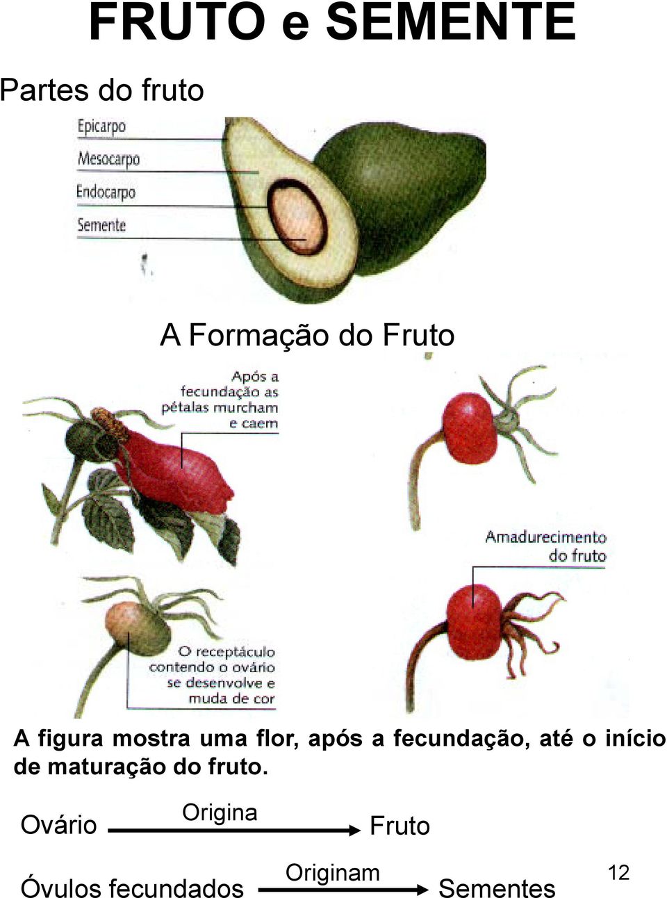 fecundação, até o início de maturação do fruto.