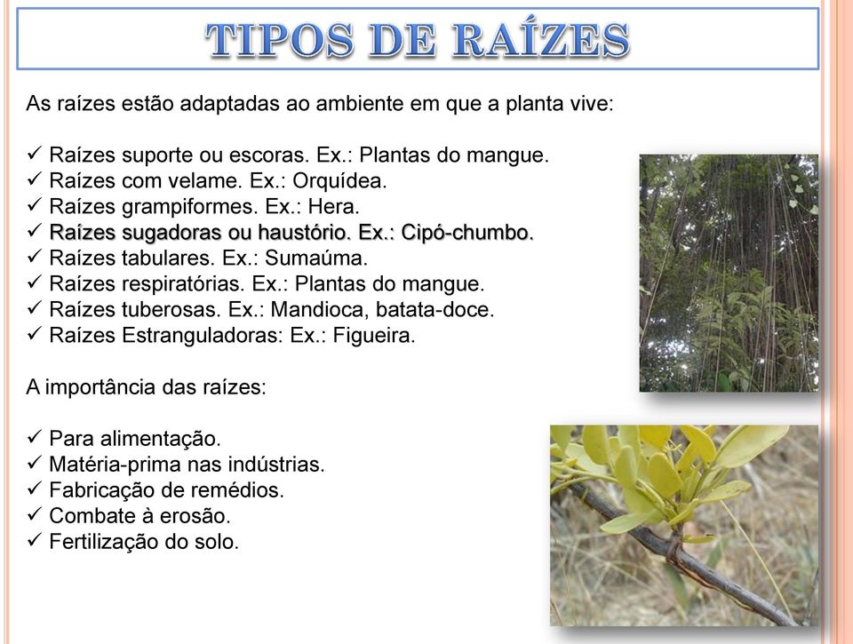 Raízes respiratórias. Ex.: Plantas do mangue. Raízes tuberosas. Ex.: Mandioca, batata-doce. Raízes Estranguladoras: Ex.: Figueira.