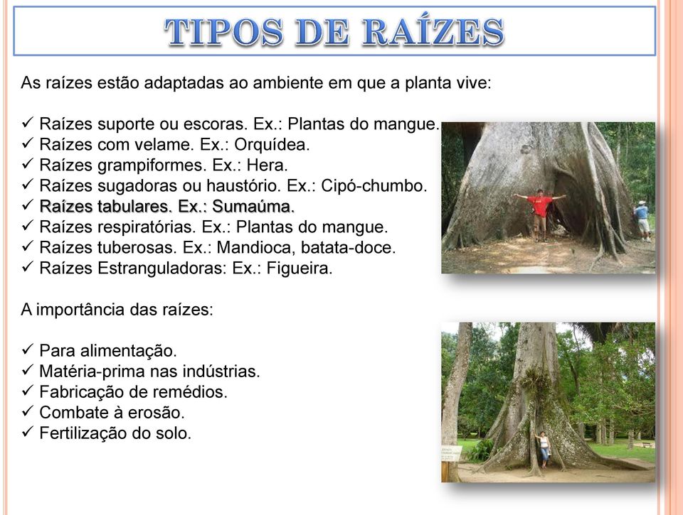 Raízes respiratórias. Ex.: Plantas do mangue. Raízes tuberosas. Ex.: Mandioca, batata-doce. Raízes Estranguladoras: Ex.: Figueira.