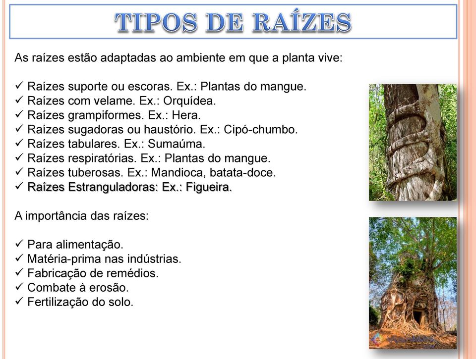 Raízes respiratórias. Ex.: Plantas do mangue. Raízes tuberosas. Ex.: Mandioca, batata-doce. Raízes Estranguladoras: Ex.: Figueira.