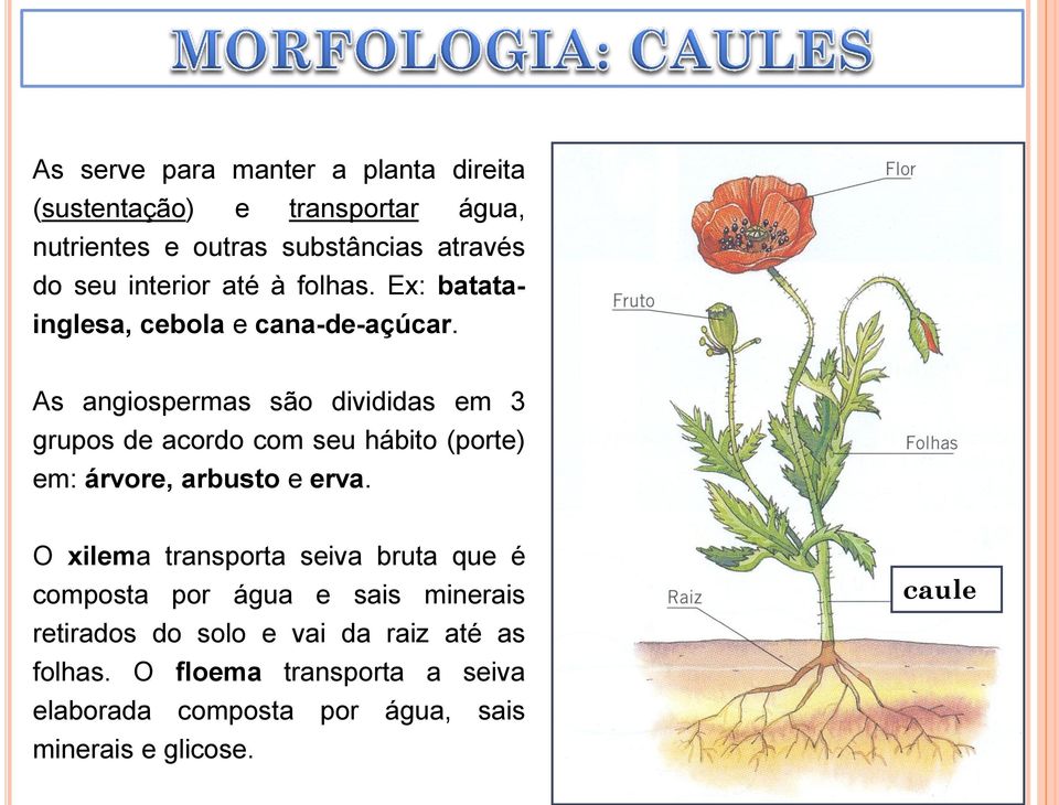 As angiospermas são divididas em 3 grupos de acordo com seu hábito (porte) em: árvore, arbusto e erva.